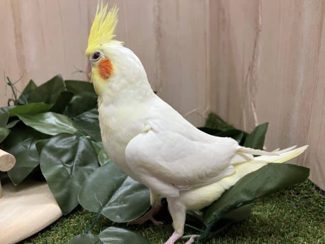 オカメインコ