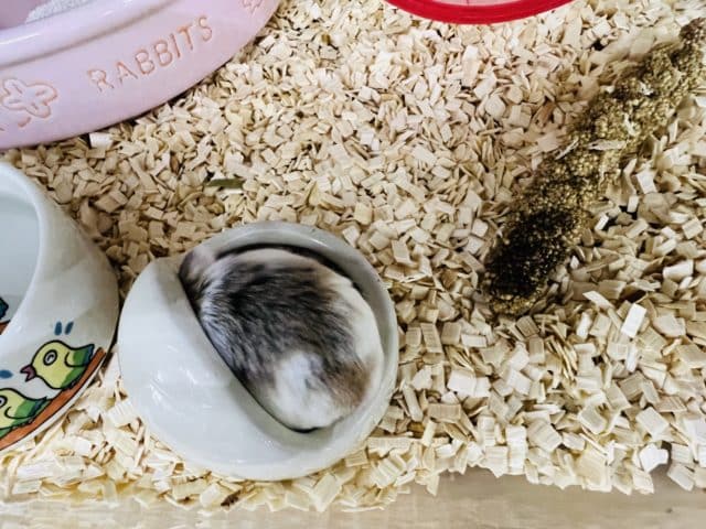 ロボロフスキーハムスター