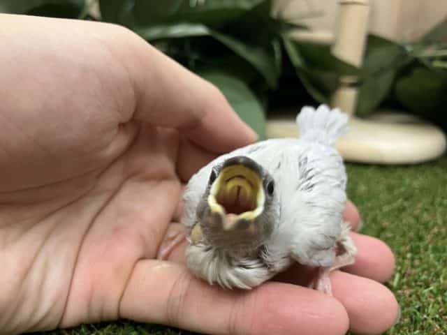 シルバー文鳥