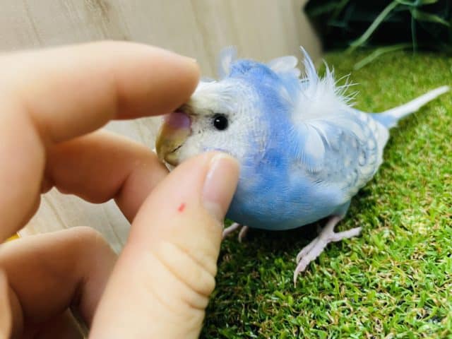 羽衣セキセイインコ