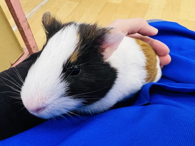 イングリッシュモルモット