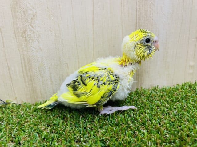 セキセイインコ