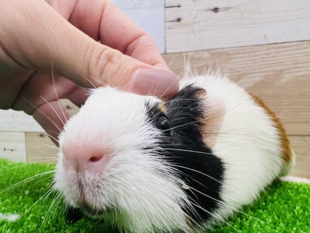 イングリッシュモルモット