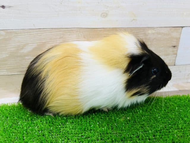 イングリッシュモルモット