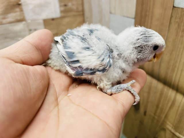 コザクラインコ（小桜インコ）