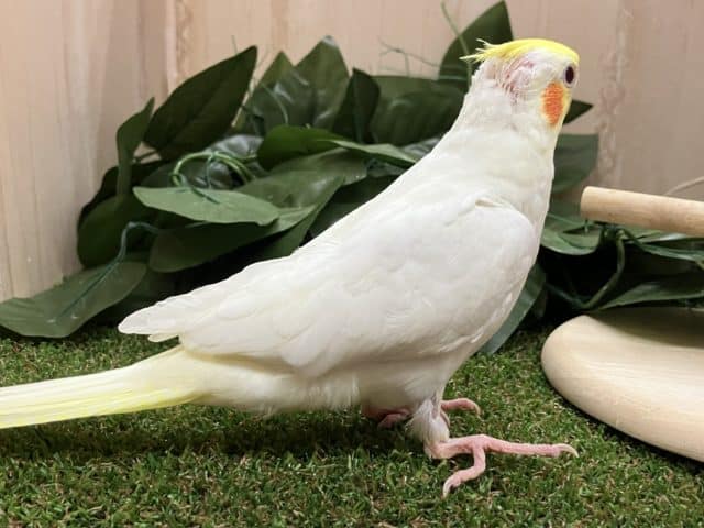 オカメインコ