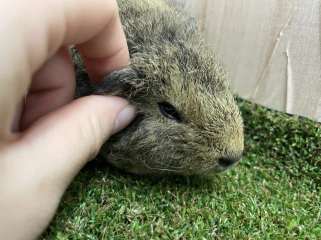 テディモルモット