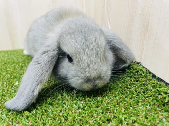 ロップイヤーラビット