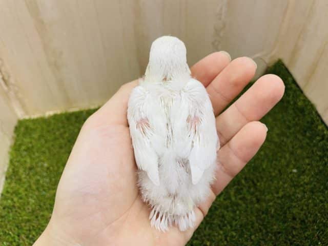 コザクラインコ（小桜インコ）