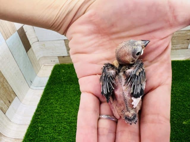 ちびっこ桜文鳥ひな! 桜文鳥