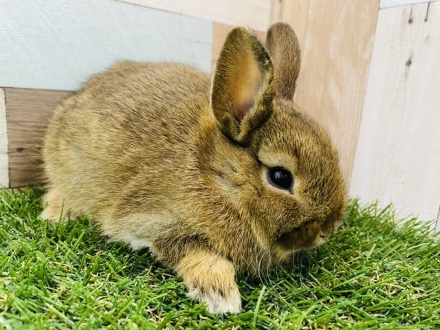 ミニウサギ