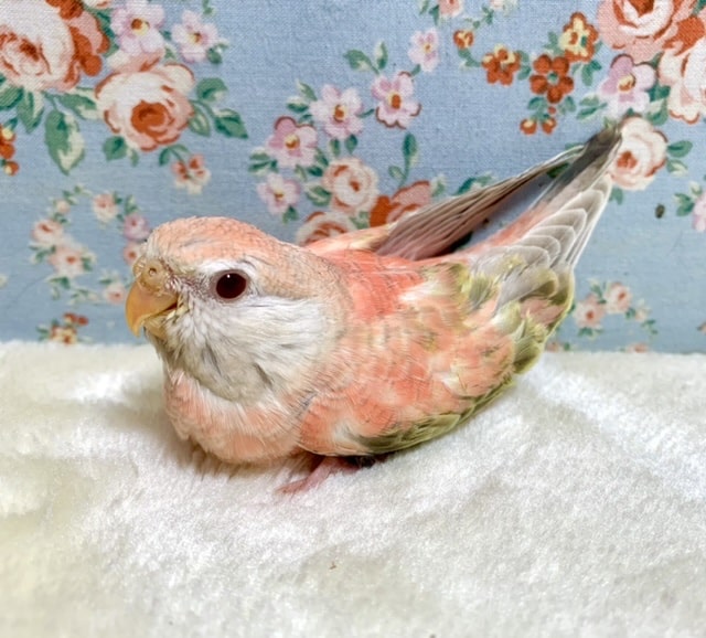 アキクサインコ（秋草インコ）