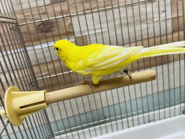 レモンカナリア