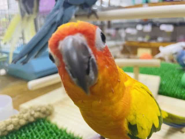 コガネメキシコインコ