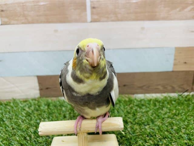 オカメインコ