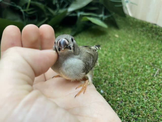 錦花鳥（キンカチョウ）