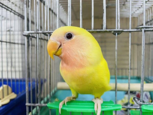コザクラインコ（小桜インコ）