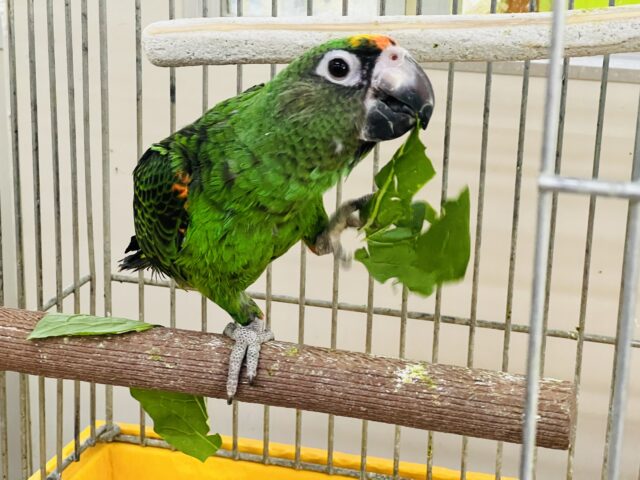 ズアカハネナガ