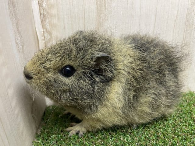 テディモルモット