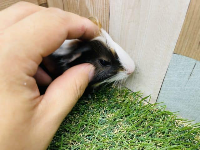 イングリッシュモルモット