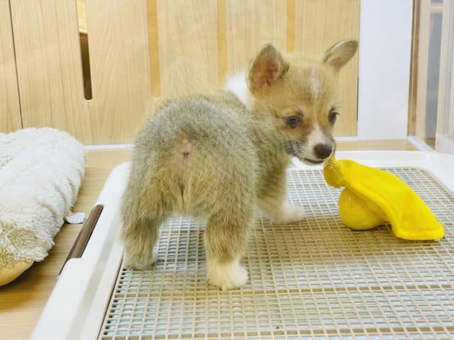 ウェルシュコーギー・ペンブローグ