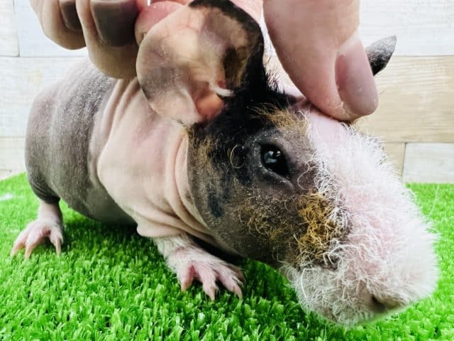 つるっ?もじゃ?三色カラーのスキニーギニアピッグ☆ スキニーギニアピッグ