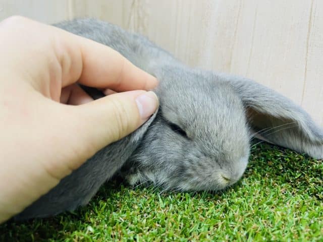 ロップイヤーラビット
