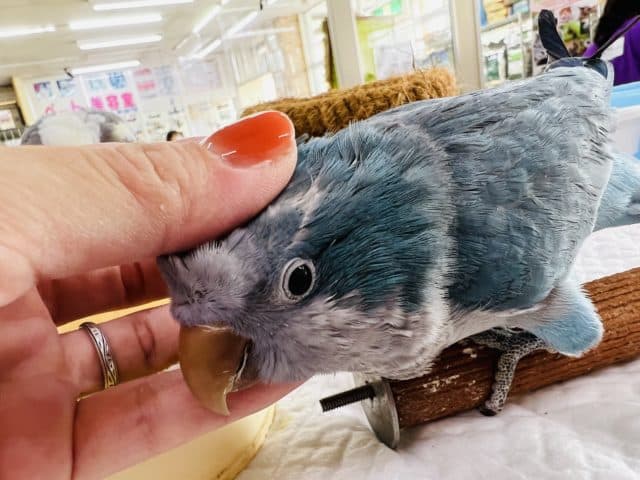 オキナインコ
