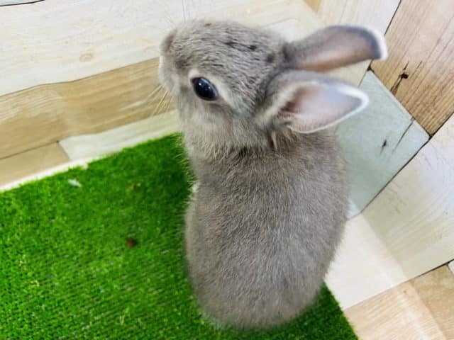 ネザーランドドワーフ