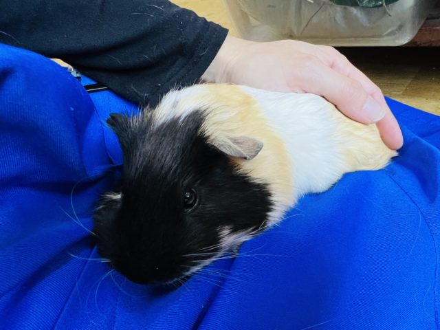 イングリッシュモルモット