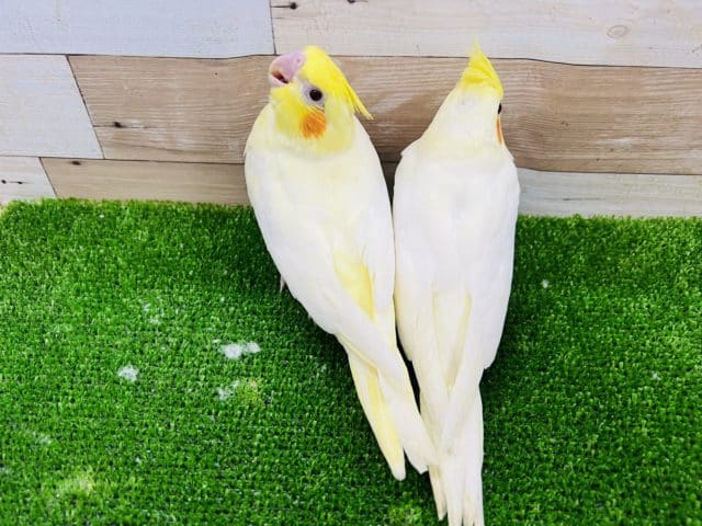 オカメインコ