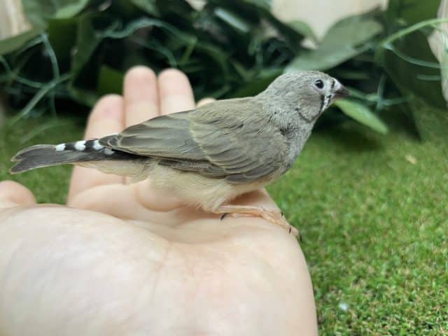 錦花鳥（キンカチョウ）