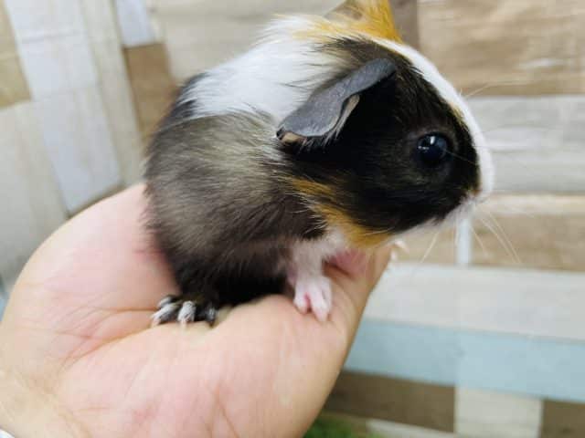 イングリッシュモルモット