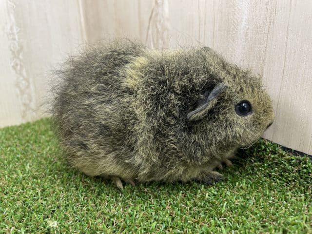 テディモルモット