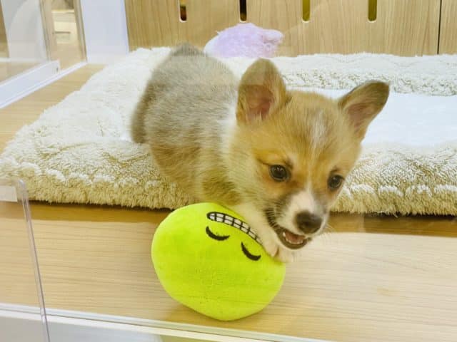 ウェルシュコーギー・ペンブローグ