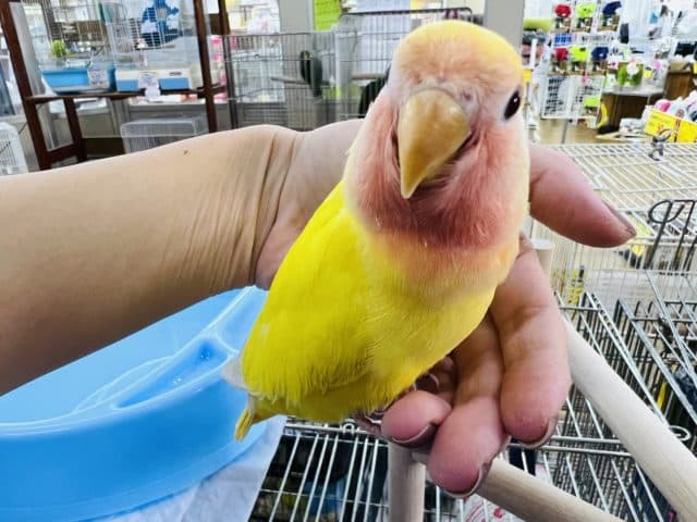 コザクラインコ（小桜インコ）