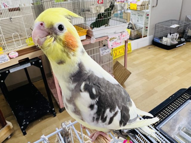 オカメインコ