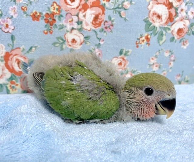 コザクラインコ（小桜インコ）