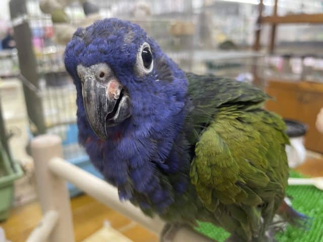 アケボノインコ