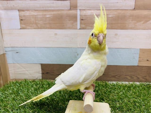 オカメインコ