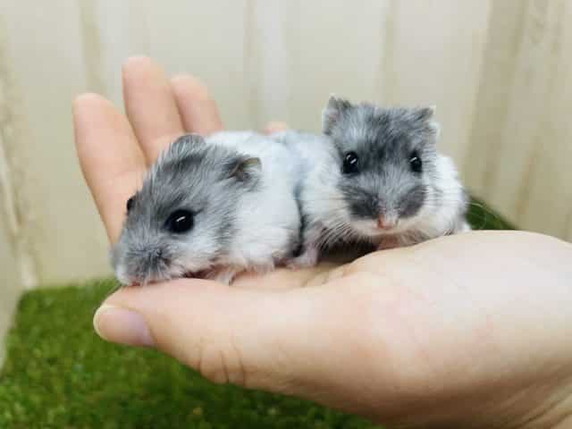 ドワーフハムスターの1種