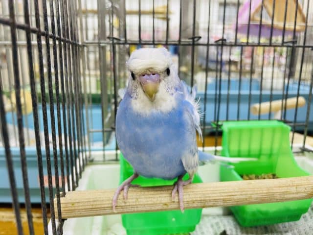 羽衣セキセイインコ