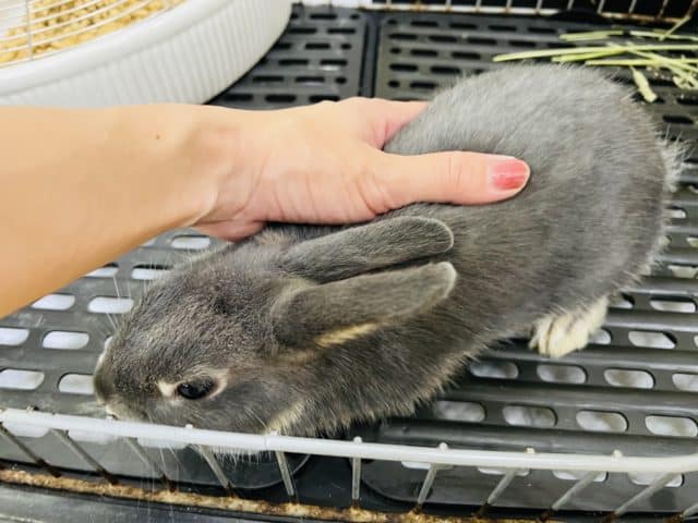 ネザーランドドワーフ