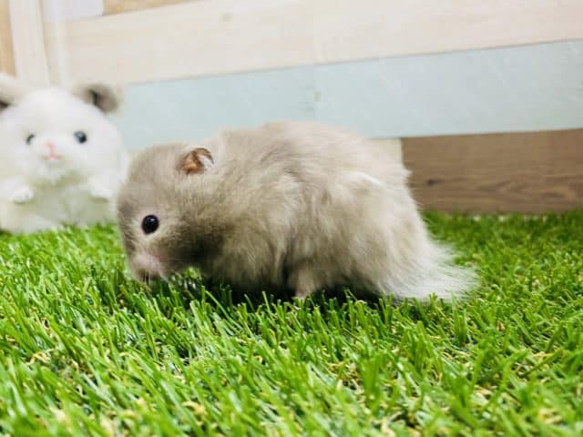 ゴールデンハムスター