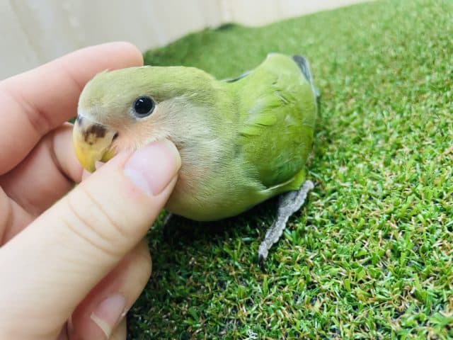 コザクラインコ（小桜インコ）