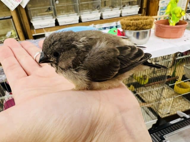 錦花鳥（キンカチョウ）