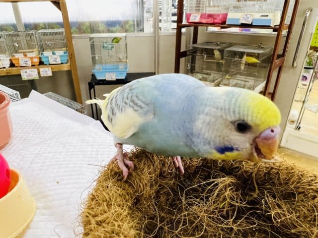 セキセイインコ