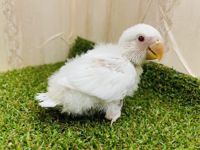 コザクラインコ（小桜インコ）