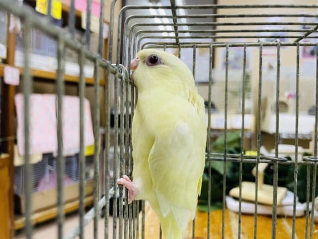 最新画像になりますよ‼️クリーミーなマイペースさん? サザナミインコ クリームルチノー サザナミインコ