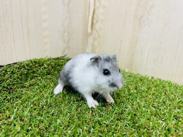 ドワーフハムスターの1種